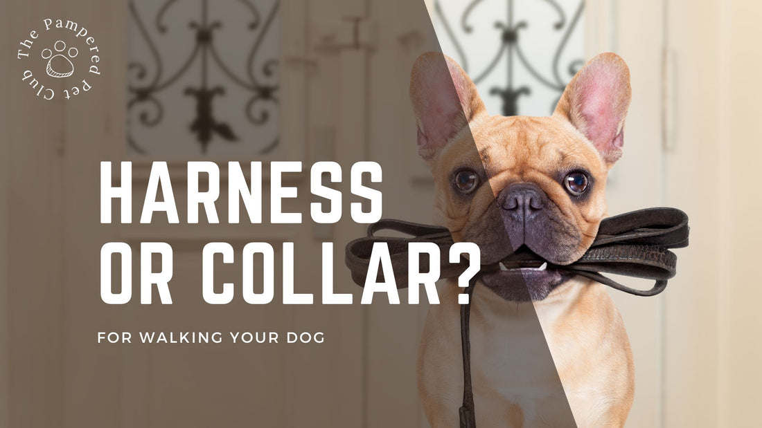 Harness or Collar for Walking Your Dog - The Pampered Pet Club