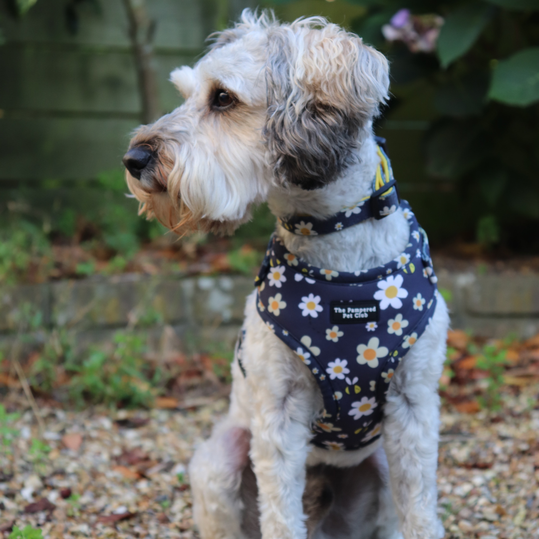 The Pampered Pet Club Bee Happy Harness on Dog Model with Bee Happy Collar