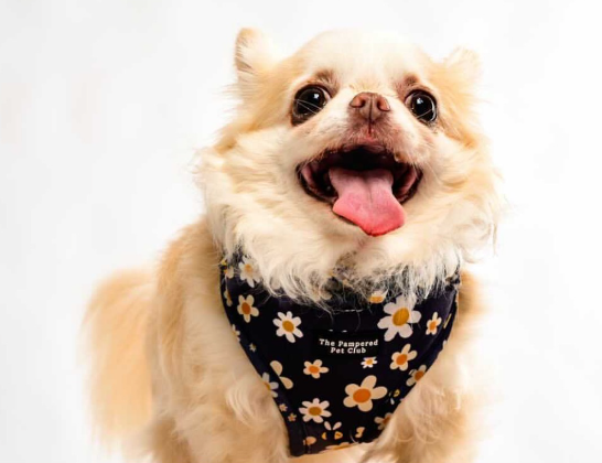 Bee Happy Harness in XS | The Pampered Pet Club